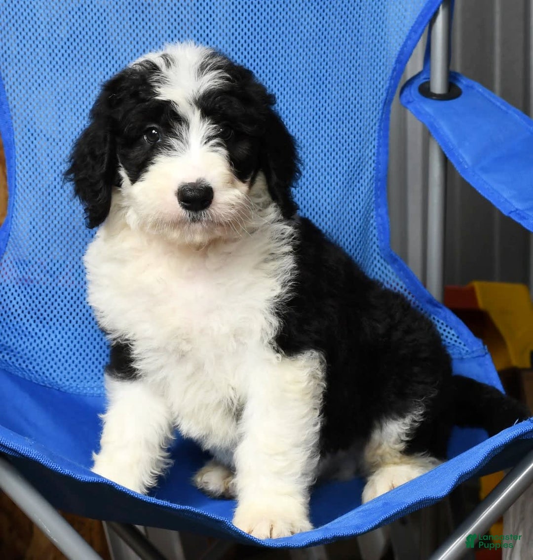 Sheepadoodle dogs for sale: Diesel - Image 4