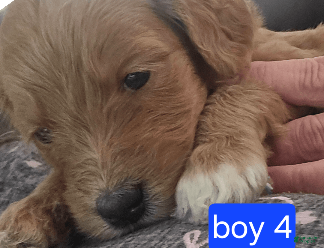 Goldendoodle dogs for sale: Max - Image 2
