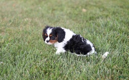 Cavalier King Charles Spaniel dogs for sale: Rex - Image 2