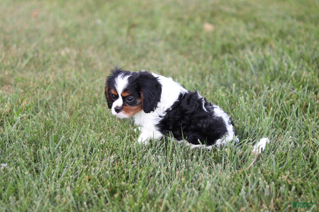 Cavalier King Charles Spaniel dogs for sale: Rex - Image 2
