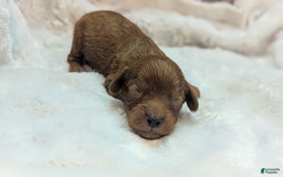 Cavapoo dogs for sale: Hermes - Image 8