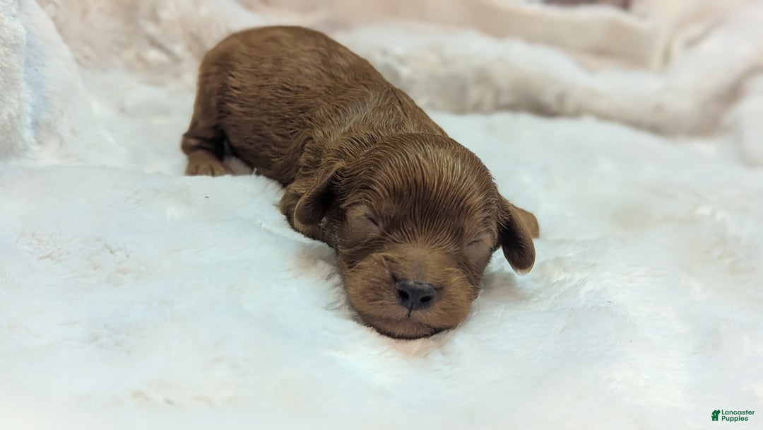 Cavapoo dogs for sale: Hermes - Image 8