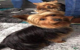 Yorkshire Terrier dogs for sale: Amy - Image 3