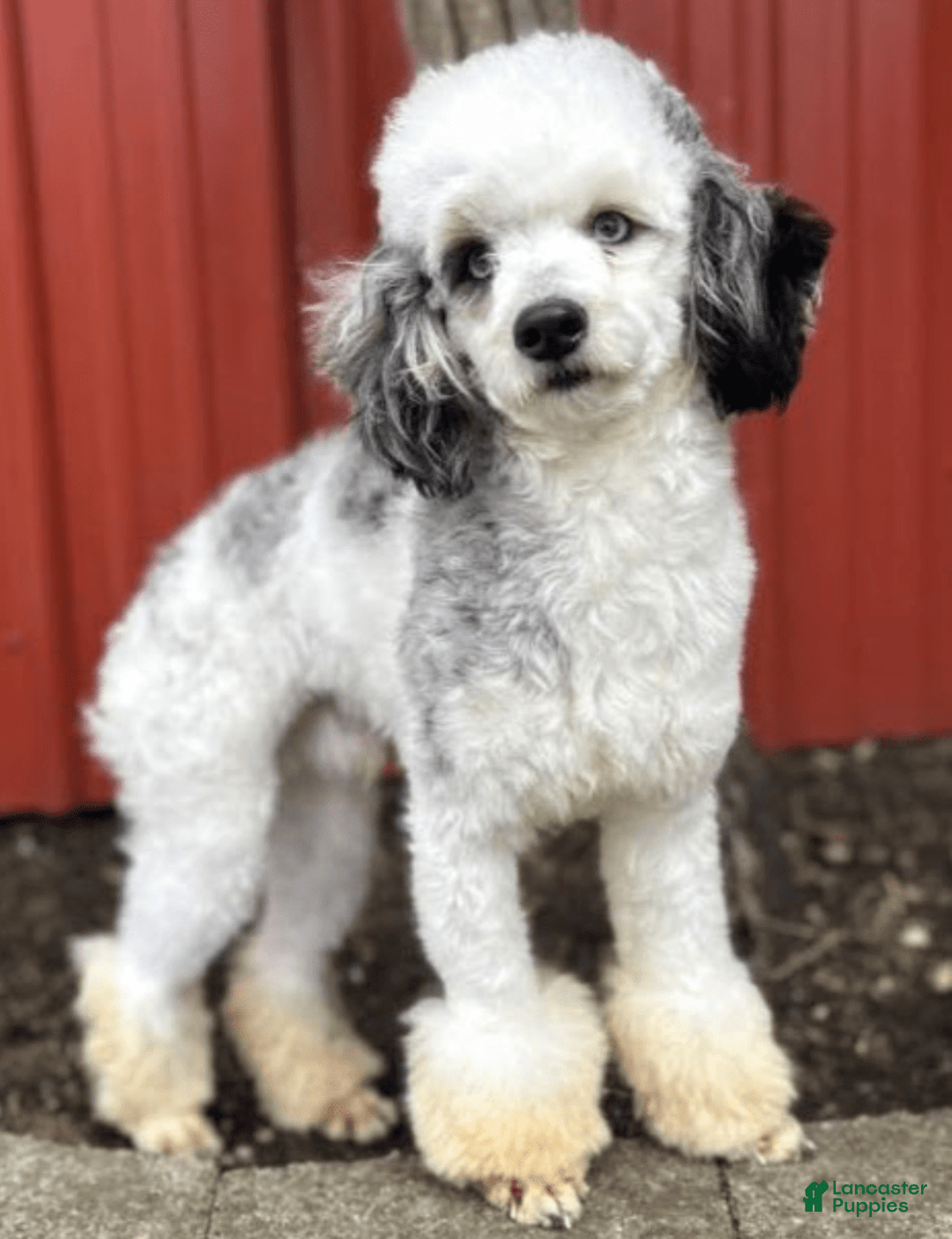 Mini Bernedoodle dogs for sale: Koda - Image 18