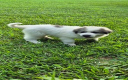 Great Pyrenees dogs for sale: Purple - Image 3