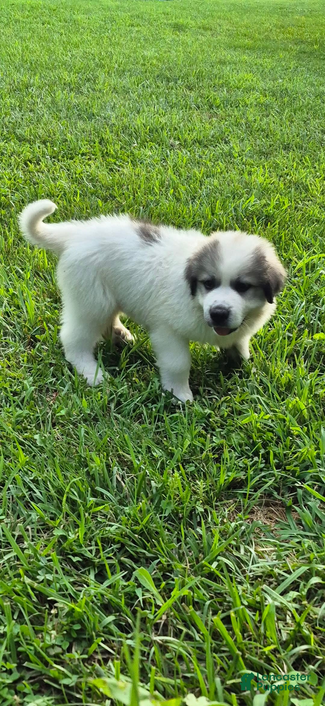Great Pyrenees dogs for sale: Purple - Image 3