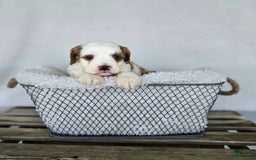 Cavapoo dogs for sale: Bruce - Image 16