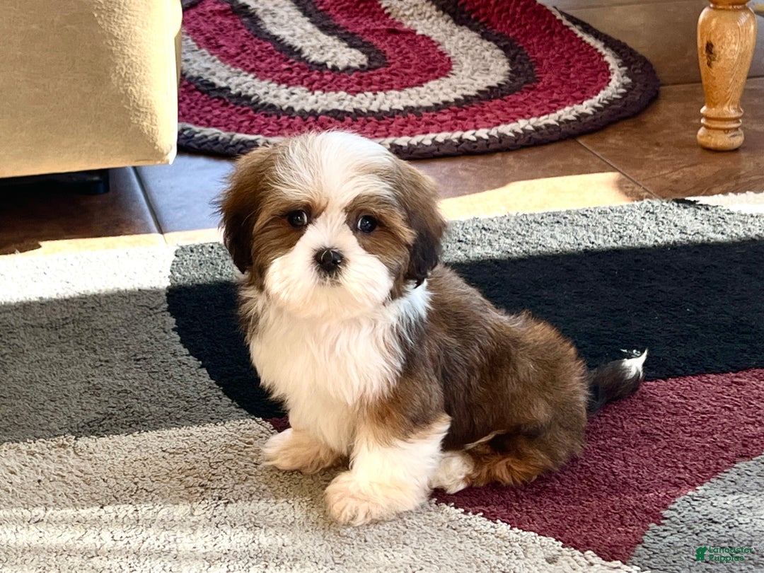 Lhasa Apso dogs for sale: Milo - Image 2