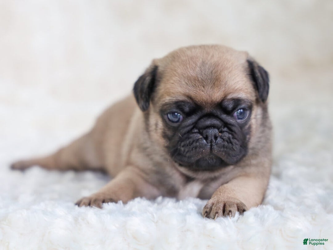 Pug dogs for sale: Mike - Image 3
