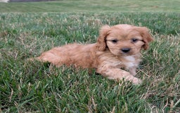 Cavapoo dogs for sale: Rusty - Image 7