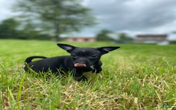 Chihuahua dogs for sale: Suki - Image 2