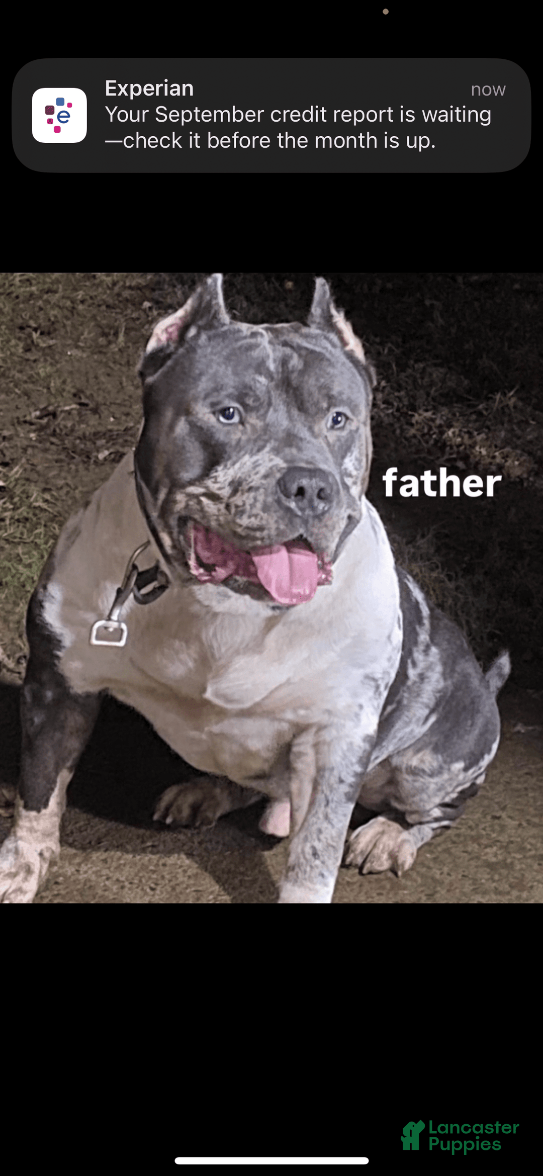 American Bully dogs for sale: Poncho - Image 3