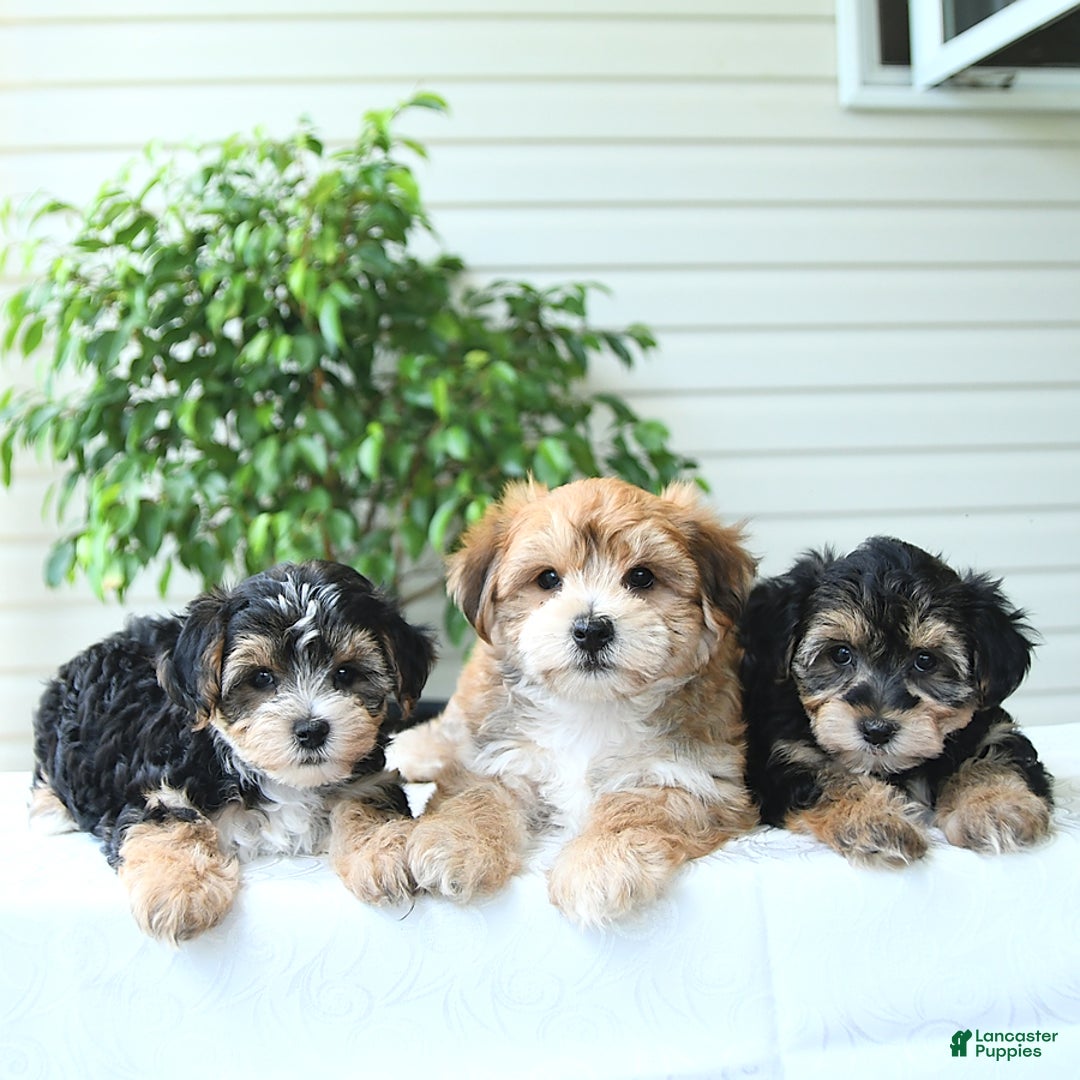 Yochon dogs for sale: Calvin - Image 3