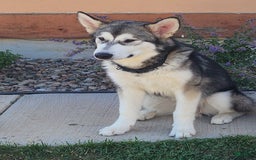 Alaskan Malamute dogs for sale: Nita - Image 3