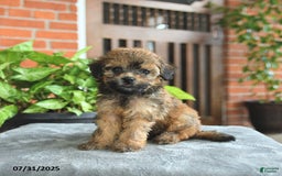 Havapoo dogs for sale: Gracie - Image 1