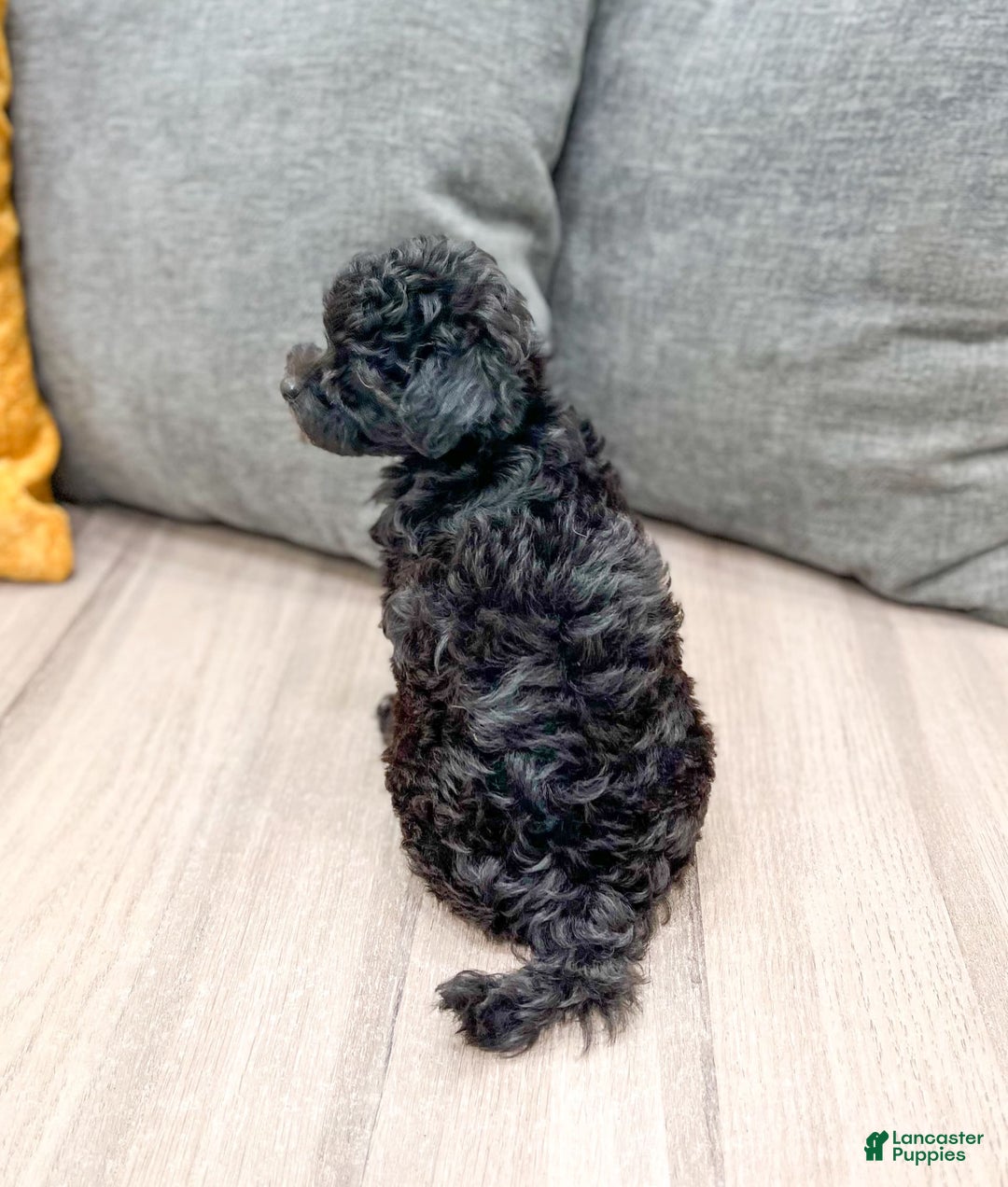 Yorkiepoo dogs for sale: Frisky - Image 2
