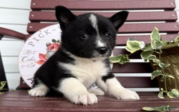 Shiba Inu dogs for sale: Eddy - Image 7