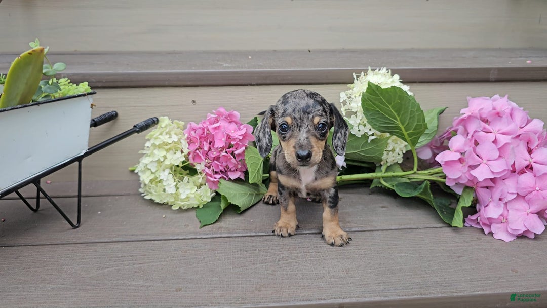 Miniature Dachshund dogs for sale: Fayye - Image 3
