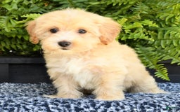 Havapoo dogs for sale: Maggie - Image 6