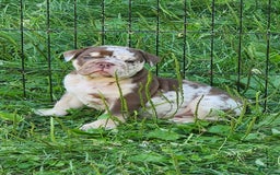 English Bulldog dogs for sale: Rocky - Image 14