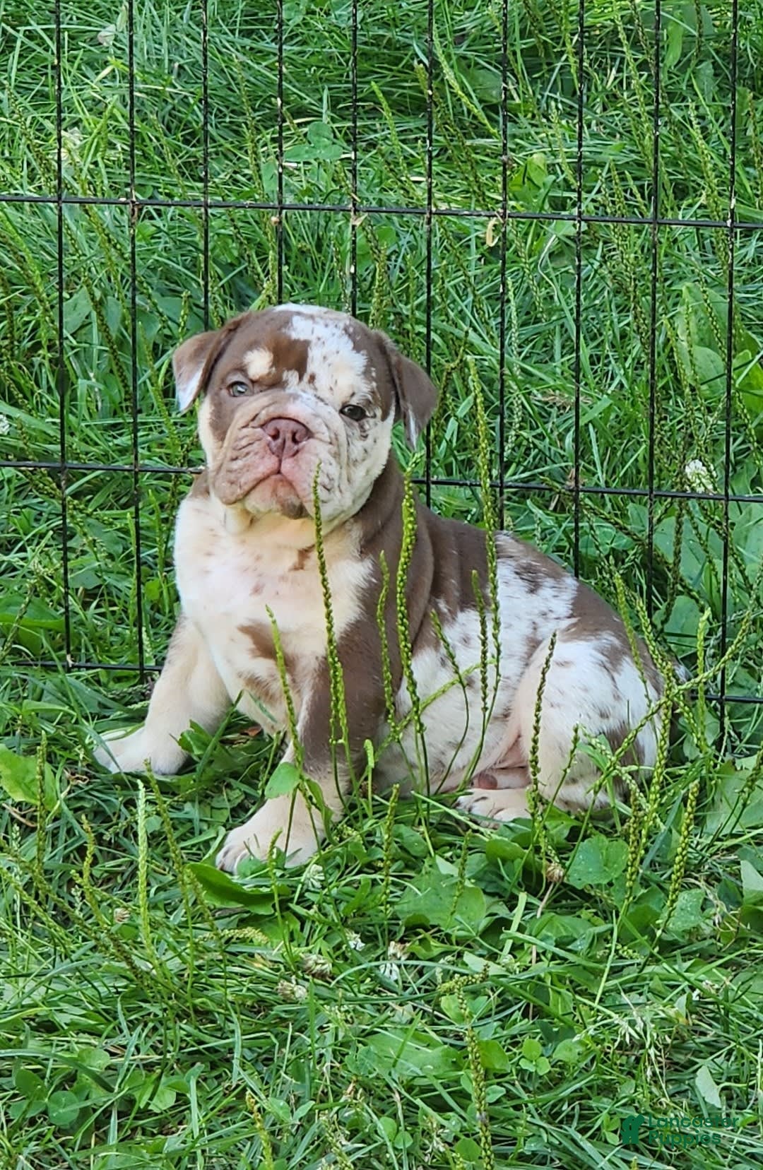 English Bulldog dogs for sale: Rocky - Image 14