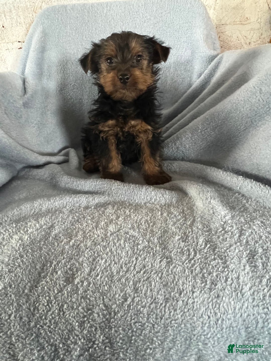 Yorkshire Terrier dogs for sale: Danny Boy - Image 9
