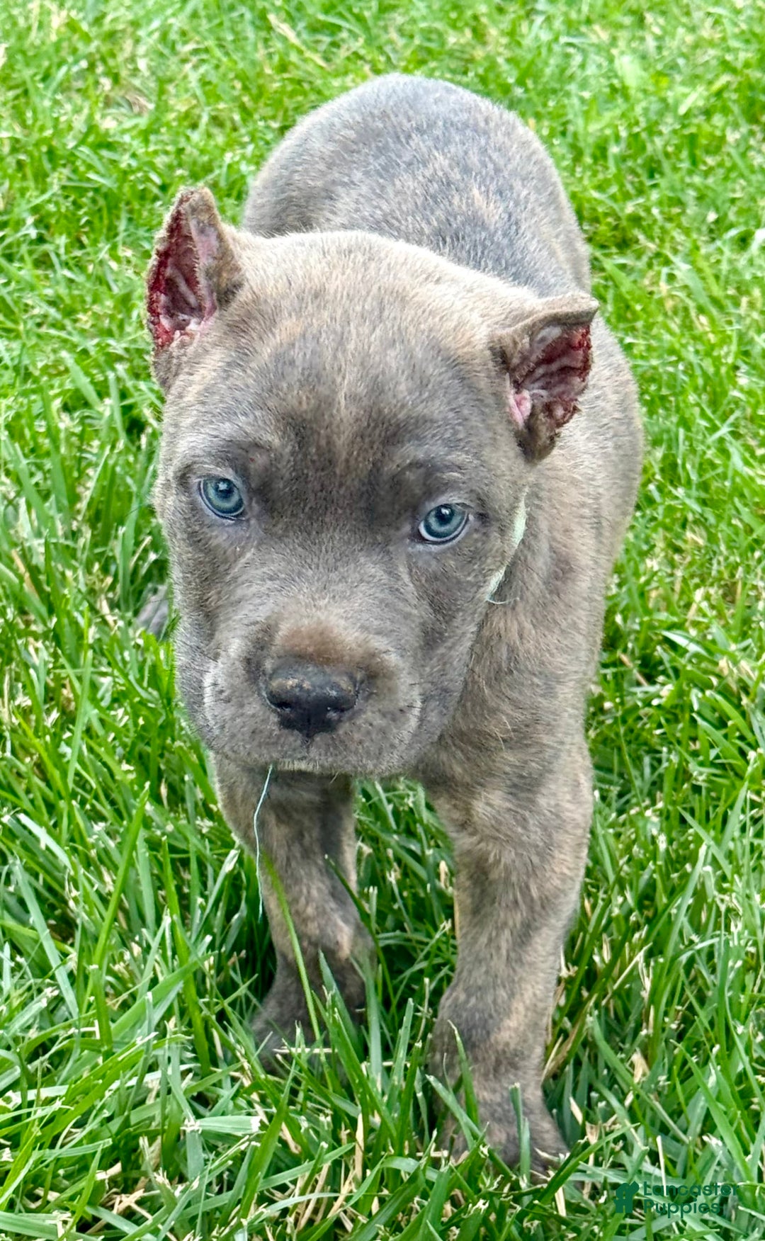 Cane Corso dogs for sale: Blu - Image 8