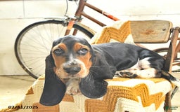 Basset Hound dogs for sale: Shannon - Image 17