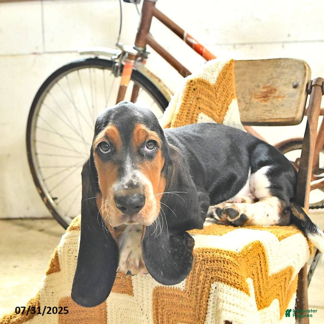 Basset Hound dogs for sale: Shannon - Image 17