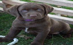 Labrador Retriever dogs for sale: Cindy - Image 1