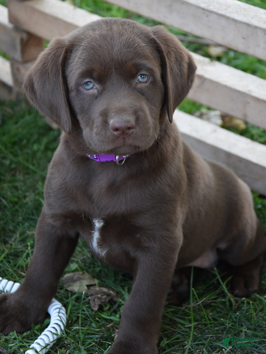 Labrador Retriever dogs for sale: Cindy - Image 1