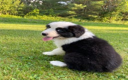 Australian Shepherd dogs for sale: Zena H3 - Image 8