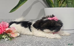 Shih Tzu dogs for sale: Tiny Tiff ❤️ - Image 18