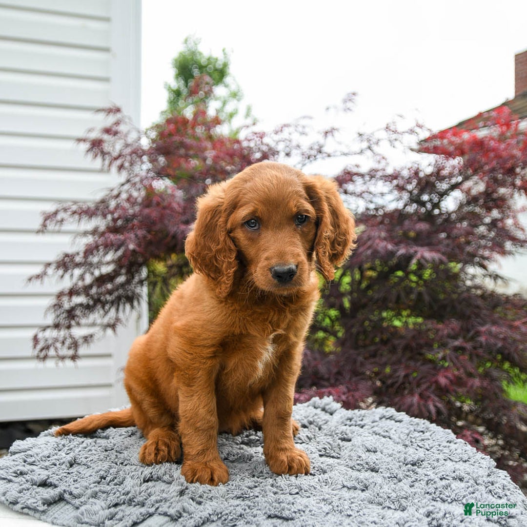 Goldendoodle dogs for sale: Cannoli - Image 2