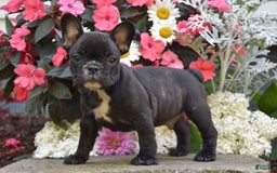 French Bulldog dogs for sale: French Bulldog 5 puppies - Image 11