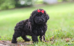 Miniature Poodle dogs for sale: Evelyn - Image 3