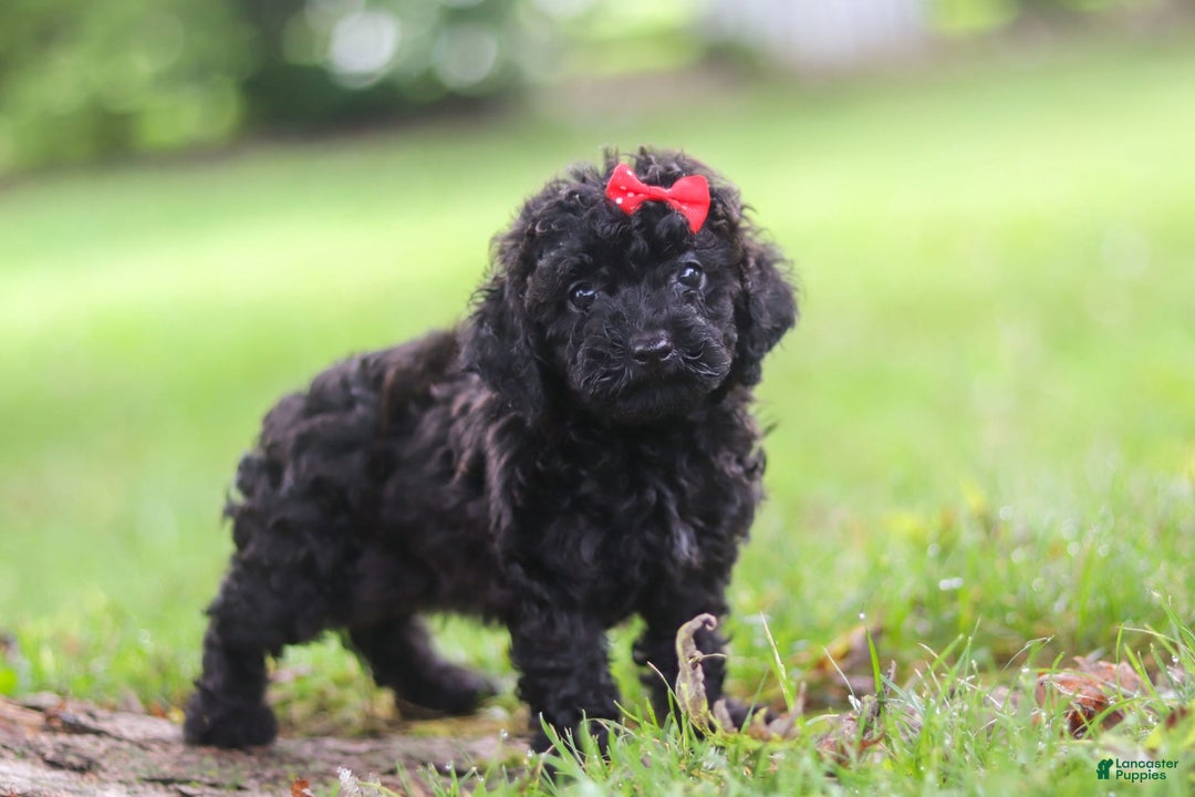Miniature Poodle dogs for sale: Evelyn - Image 3