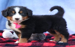Bernese Mountain Dog dogs for sale: Sweetheart - Image 25