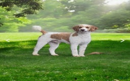 Mini Goldendoodle dogs for sale: Red Collar - Image 7