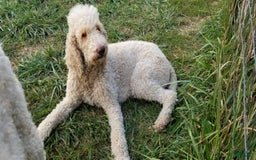 Standard Poodle dogs for sale: Ma Standard - Image 11