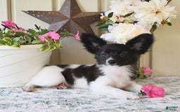 Papillon dogs for sale: Mitch - Image 12