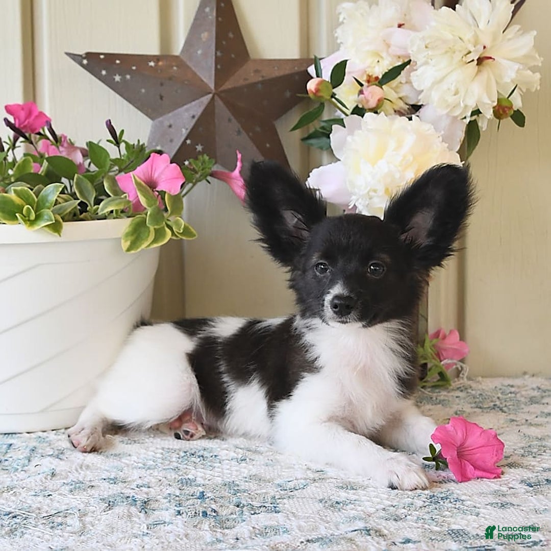 Papillon dogs for sale: Mitch - Image 12