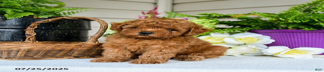 Nutmeg