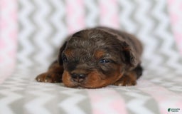 Cavapoo dogs for sale: Gwen - Image 2