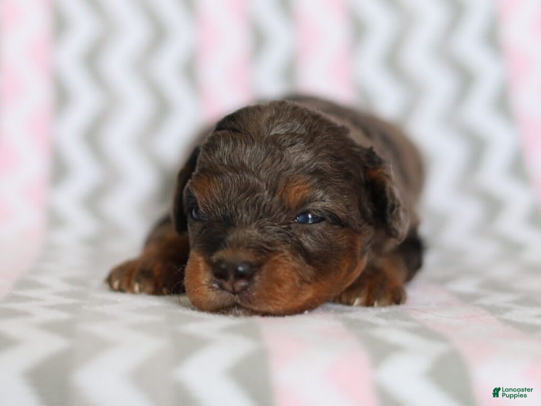 Cavapoo dogs for sale: Gwen - Image 2