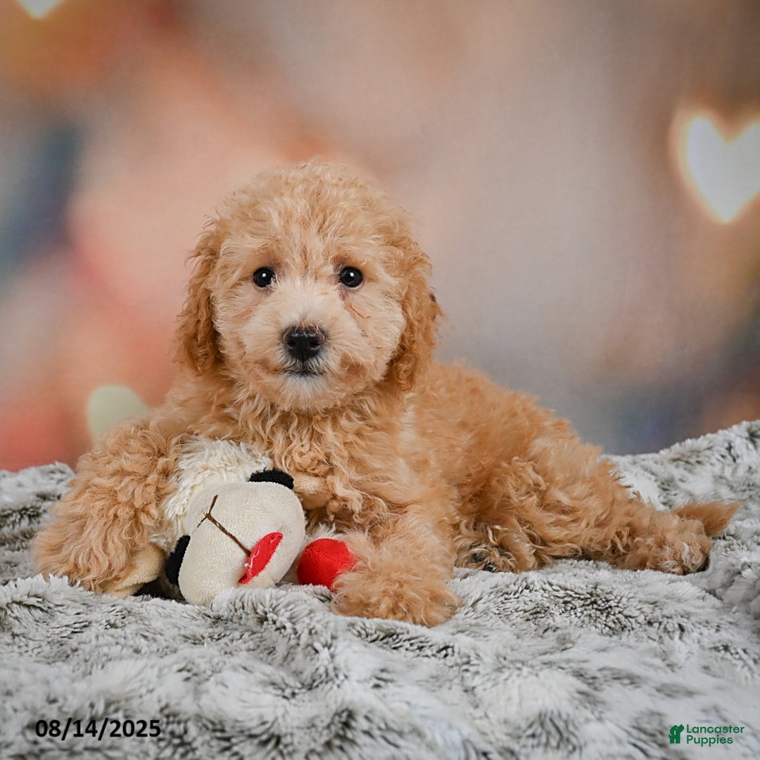 Bichpoo dogs for sale: Jessica - Image 2