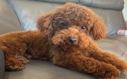 Maltipoo dogs for sale: Sara - Image 5