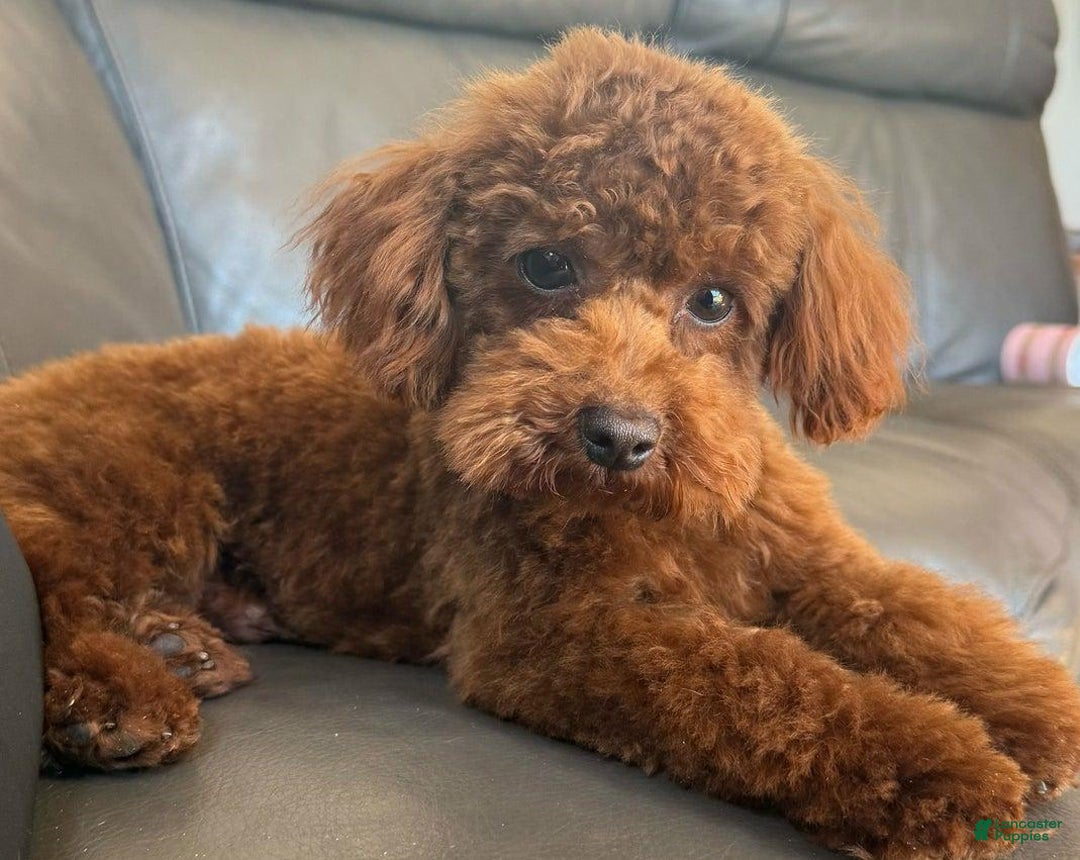 Maltipoo dogs for sale: Sara - Image 5