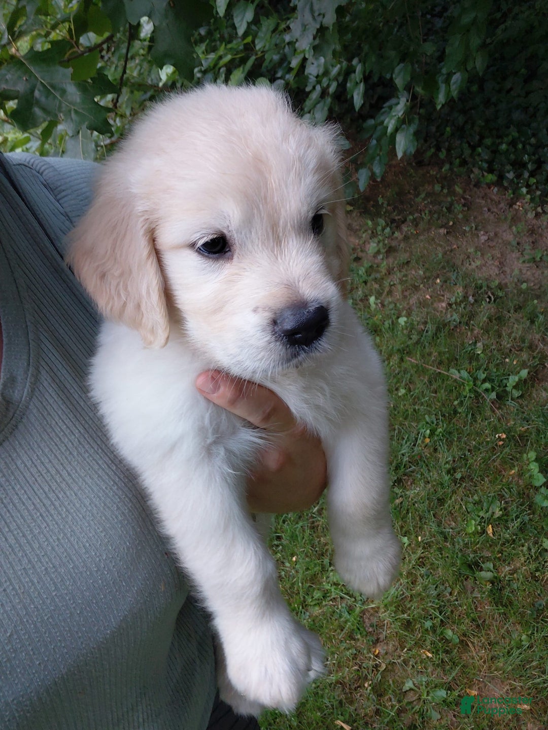 Golden Retriever dogs for sale: Peter - Image 2
