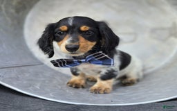 Miniature Dachshund dogs for sale: Timothy - Image 1